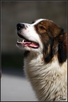 /album/tornjaci1/vita-hlava-2-jpg/